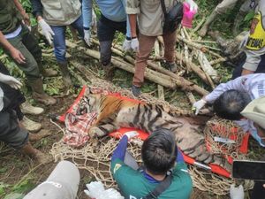 Sempat Mangsa Ternak Warga Agam, Harimau Terjebak di Kandang Milik BKSDA