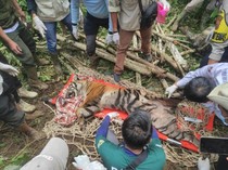 Harimau Sumatera yang Mangsa Ternak Warga Akhirnya Masuk Kandang BKSDA