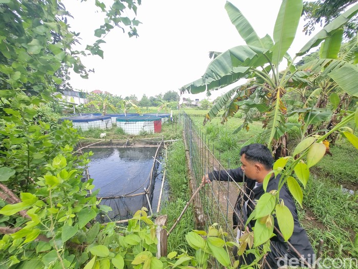 Kolam ikan milik SMT