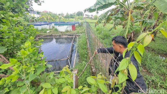 Kolam ikan milik SMT