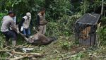 Momen Evakuasi Harimau Sumatera Pemangsa Ternak di Agam