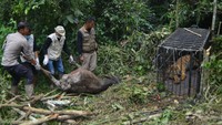 BKSDA Sumbar bersama Tim Patroli Anak Nagari (Pagari) Baringin dan pihak terkait mengevakuasi harimau sumatera yang masuk ke kandang jebak karena memangsa ternak warga.