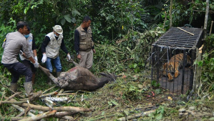 Dokter hewan dan tim gabungan mengevakuasi seekor harimau sumatera (Panthera tigris sumatrae) yang telah dibius di hutan Nagari Tigo Balai, Matur, Agam, Sumatera Barat, Rabu (12/3/2025). BKSDA Sumbar bersama Tim Patroli Anak Nagari (Pagari) Baringin dan pihak terkait mengevakuasi harimau sumatera yang masuk ke kandang jebak karena memangsa ternak warga itu kemudian dibawa ke lokasi rehabilitasi untuk observasi. ANTARA FOTO/Iggoy el Fitra/Spt.