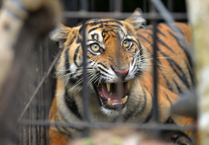 Dokter hewan dan tim gabungan mengevakuasi seekor harimau sumatera (Panthera tigris sumatrae) yang telah dibius di hutan Nagari Tigo Balai, Matur, Agam, Sumatera Barat, Rabu (12/3/2025). BKSDA Sumbar bersama Tim Patroli Anak Nagari (Pagari) Baringin 