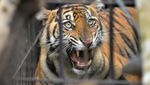Momen Evakuasi Harimau Sumatera Pemangsa Ternak di Agam
