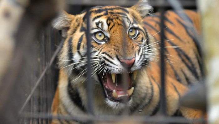 Dokter hewan dan tim gabungan mengevakuasi seekor harimau sumatera (Panthera tigris sumatrae) yang telah dibius di hutan Nagari Tigo Balai, Matur, Agam, Sumatera Barat, Rabu (12/3/2025). BKSDA Sumbar bersama Tim Patroli Anak Nagari (Pagari) Baringin dan pihak terkait mengevakuasi harimau sumatera yang masuk ke kandang jebak karena memangsa ternak warga itu kemudian dibawa ke lokasi rehabilitasi untuk observasi. ANTARA FOTO/Iggoy el Fitra/Spt.