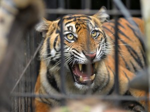 Pakar Peringatkan, El Nino Bisa Picu Hewan Liar Masuk Permukiman