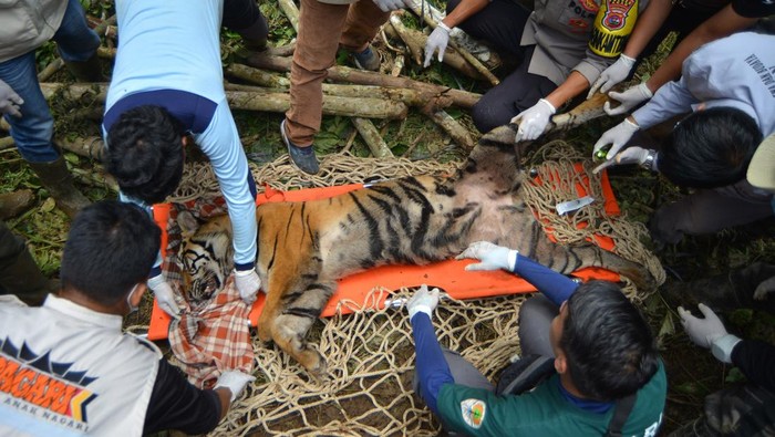 Momen Evakuasi Harimau Sumatera Pemangsa Ternak di Agam Dokter hewan dan tim gabungan mengevakuasi seekor harimau sumatera (Panthera tigris sumatrae) yang telah dibius di hutan Nagari Tigo Balai, Matur, Agam, Sumatera Barat, Rabu (12/3/2025). BKSDA Sumbar bersama Tim Patroli Anak Nagari (Pagari) Baringin dan pihak terkait mengevakuasi harimau sumatera yang masuk ke kandang jebak karena memangsa ternak warga itu kemudian dibawa ke lokasi rehabilitasi untuk observasi. ANTARA FOTO/Iggoy el Fitra/Spt.