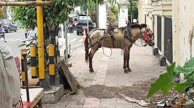Penampakan kuda dan andong usai berhasil diberhentikan di Gondomanan, Kota Jogja, Rabu (12/3/2025).