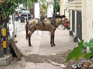 Andong Lepas Kendali hingga Kusir Jatuh gegara Kuda Dipukul ODGJ di Jogja