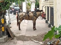 Andong Lepas Kendali hingga Kusir Jatuh gegara Kuda Dipukul ODGJ di Jogja