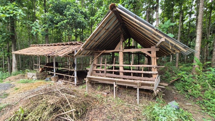 Kondisi kandang kambing di Kaligintung, Temon, yang jadi sasaran pencurian, Rabu (12/3/2025).