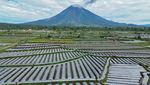 Petani di Lumajang Mulai Menanam Cabai