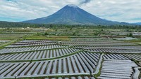 Foto udara lahan pertanian cabai dilapisi mulsa plastik di lahan pertanian Desa Supiturang, Lumajang, Jawa Timur, Selasa (11/3/2025).   