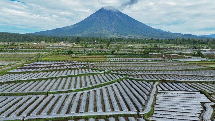 Petani di Lumajang Mulai Menanam Cabai Petani memupuk tanaman cabai di lahan pertanian Desa Supiturang, Lumajang, Jawa Timur, Selasa (11/3/2025). Sejumlah petani di wilayah tersebut mulai menanam cabai meskipun masih memasuki musim penghujan dikarenakan telah masuk waktu rotasi tanaman yang biasa dilakukan 4-5 bulan sekali untuk menjaga kesuburan tanah dan melihat permintaan cabai yang tinggi sejak dua pekan terakhir. ANTARA FOTO/Irfan Sumanjaya/foc.