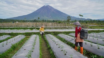 Petani di Lumajang Mulai Menanam Cabai