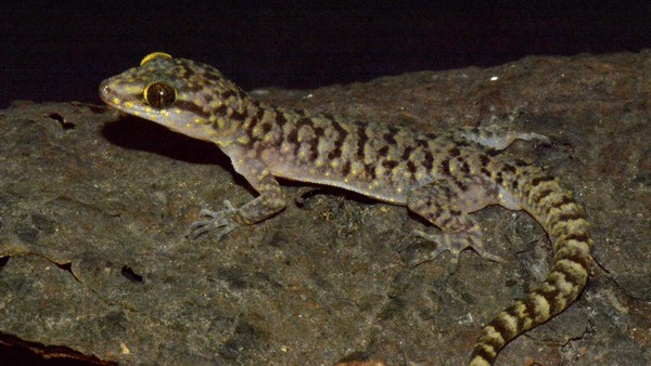 Ini Wujud Spesies Cicak Baru dari Jatim yang Diberi Nama C. pecelmadiun