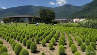 Tumbuhan Kochia yang berwarna hijau dengan bentuk oval