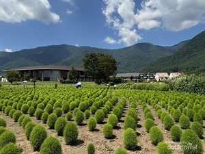 Oishi Park, Harmoni Alam di Fujikawaguchiko Jepang