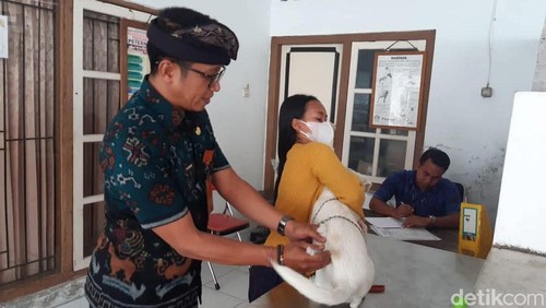 Dinas Pertanian Buleleng melakukan vaksinasi terhadap HPR di salah satu Desa di Buleleng, Bali beberapa waktu lalu. (IST)