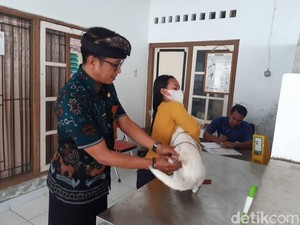 Tekan Kasus Rabies, Distan Buleleng Gencarkan Vaksinasi-Perkuat Peran Tisira