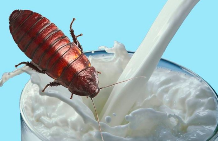 Ilustrasi susu kecoak