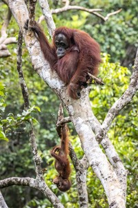 Nikon Comedy Wildlife Awards