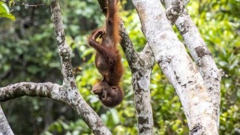 ‘Mama’s Tired’ karya Kathryn Cehrs Foto: Nikon Comedy Wildlife Awards