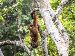 Aksi Kocak Para Hewan yang Terabadikan Kamera, Bikin Ngakak