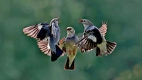 Nikon Comedy Wildlife Awards