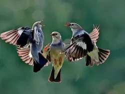 Aksi Kocak Para Hewan yang Terabadikan Kamera, Bikin Ngakak