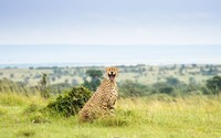 Nikon Comedy Wildlife Awards