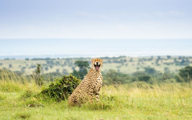 Nikon Comedy Wildlife Awards