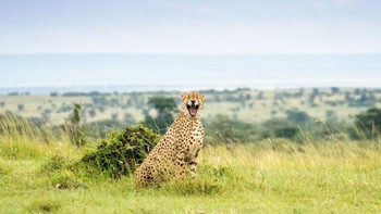‘Laughing Cheetah’ karya Udara Pathminda Foto: Nikon Comedy Wildlife Awards