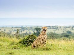 Aksi Kocak Para Hewan yang Terabadikan Kamera, Bikin Ngakak