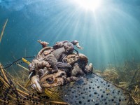 Nikon Comedy Wildlife Awards