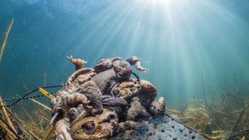 ‘On my Back’ karya Thomas Van Puymbroeck Foto: Nikon Comedy Wildlife Awards