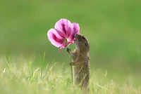 Nikon Comedy Wildlife Awards