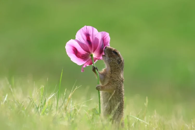 Nikon Comedy Wildlife Awards