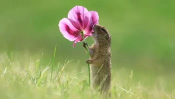 ‘Declaration of Love’ karya Roland Kranitz Foto: Nikon Comedy Wildlife Awards