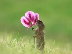 Aksi Kocak Para Hewan yang Terabadikan Kamera, Bikin Ngakak