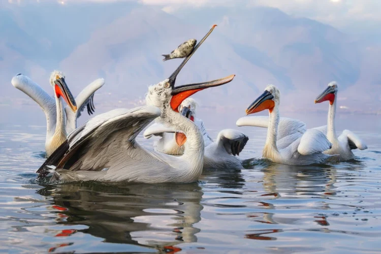 Nikon Comedy Wildlife Awards