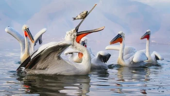 ‘Juggling Pelican’ karya Oli Konecna Foto: Nikon Comedy Wildlife Awards