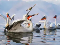 Aksi Kocak Para Hewan yang Terabadikan Kamera, Bikin Ngakak