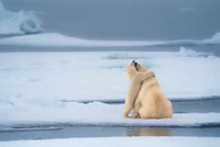 Nikon Comedy Wildlife Awards