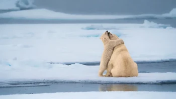 ‘Bear-Hug’ karya Michael Stavrakakis Foto: Nikon Comedy Wildlife Awards