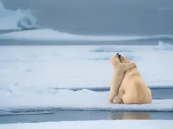 Aksi Kocak Para Hewan yang Terabadikan Kamera, Bikin Ngakak