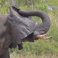 Nikon Comedy Wildlife Awards 2024