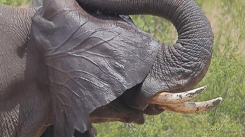 ‘Hide and Seek’ karya Jean-Jacques Alcalay Foto: Nikon Comedy Wildlife Awards