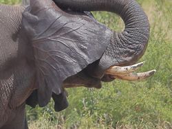 Aksi Kocak Para Hewan yang Terabadikan Kamera, Bikin Ngakak